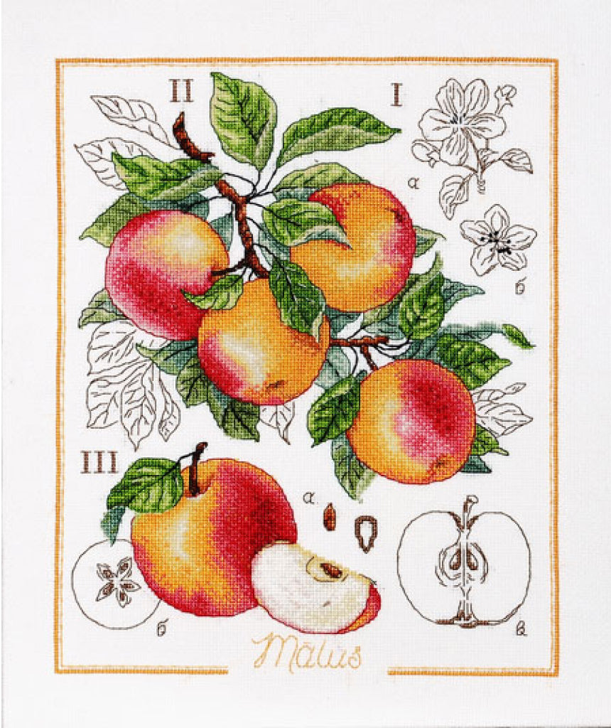 Counted Cross Stitch Kit Apple Still life DIY Alisena
