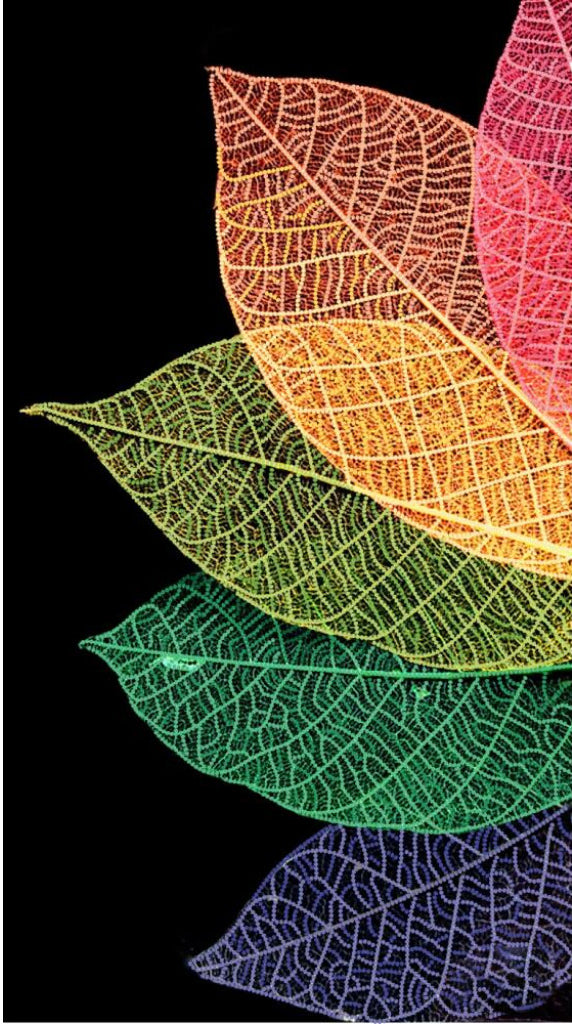 Bead Embroidery Kit Rainbow leaf DIY Tela Artis