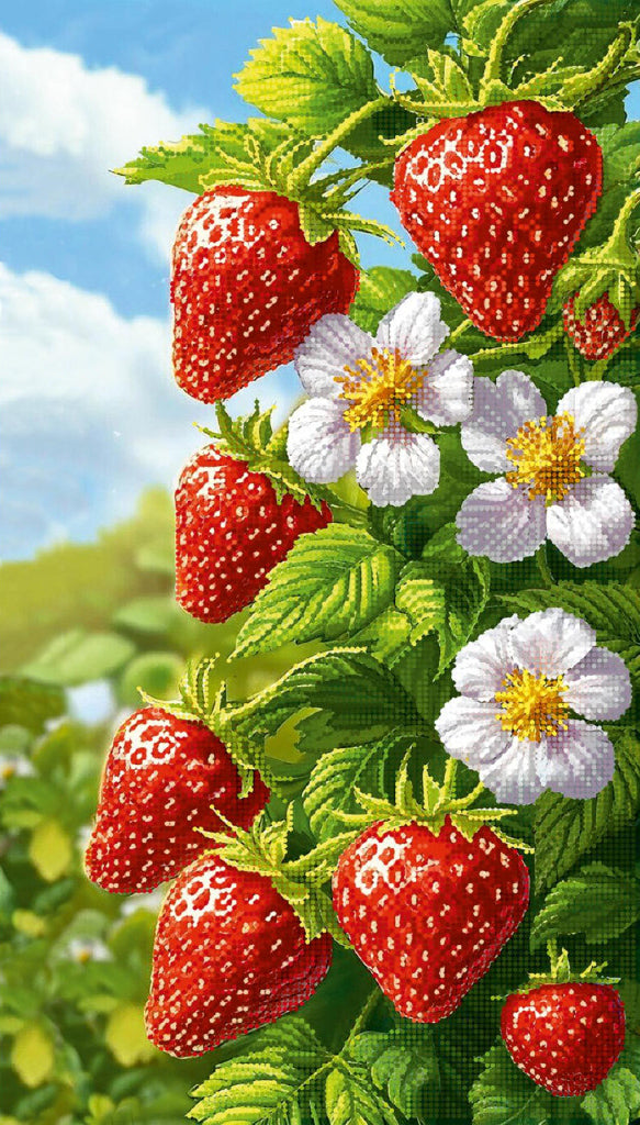A close-up botanical-style illustration of a strawberry plant with several red strawberries, green leaves, and white flowers with yellow centers against a blue sky background.