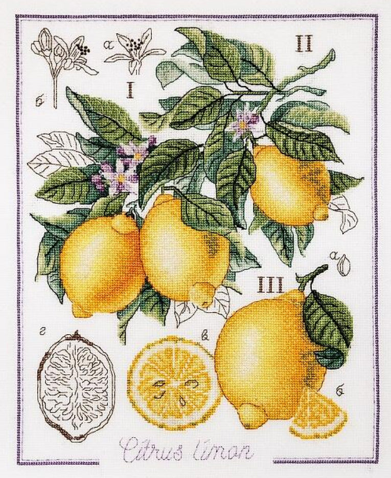 Counted Cross Stitch Kit Lemon Still life DIY Alisena