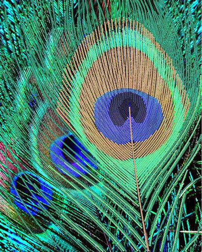 A close-up image of a peacock feather with vibrant colors and patterns.