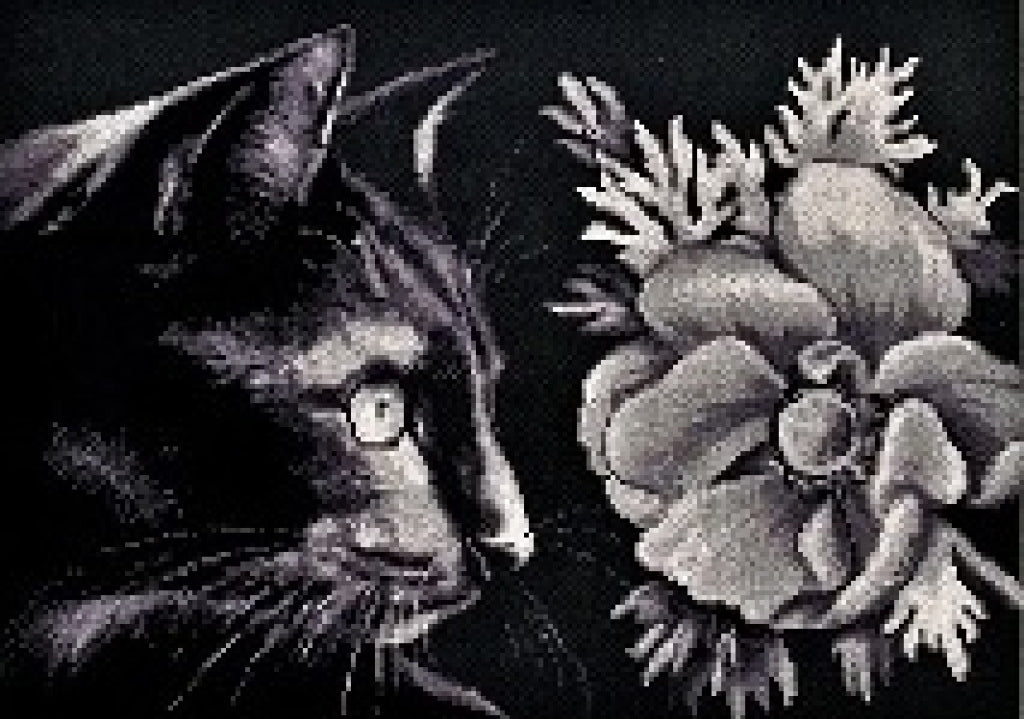 Counted Cross Stitch Kit Cat DIY Alisena