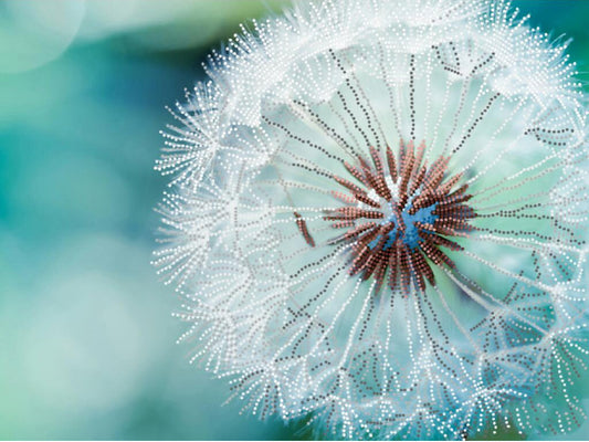 Close-up of a dandelion seed head with a blurred green background