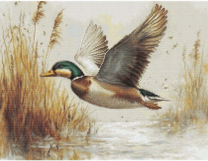Duck flying over water with reeds in the background