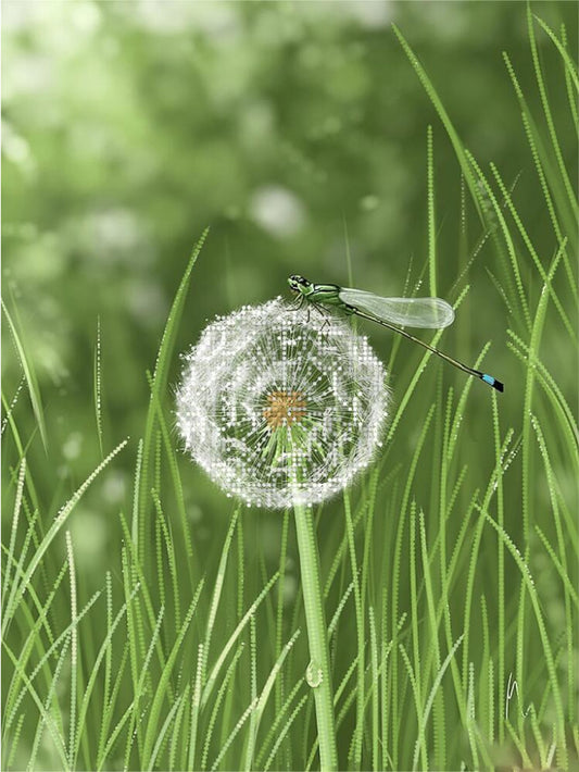 Dragonfly on a dandelion puff in a grassy field