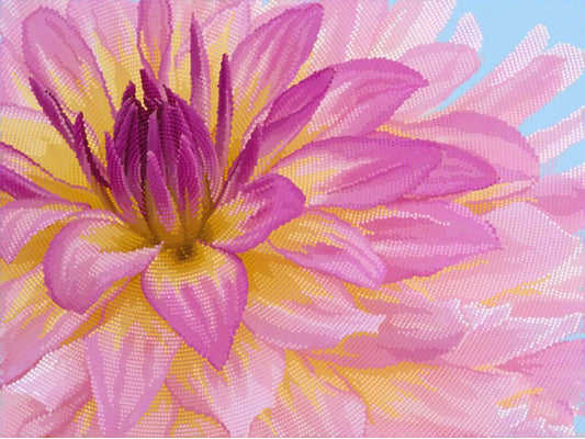 Close-up of a pink and yellow flower with a blue background