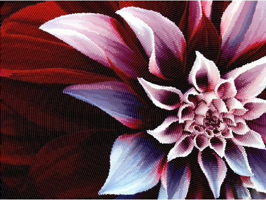 Close-up of a pink and purple flower with a dark background